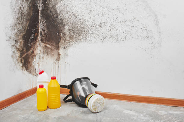 Mold Remediation for Vacation Homes in Maywood, CA