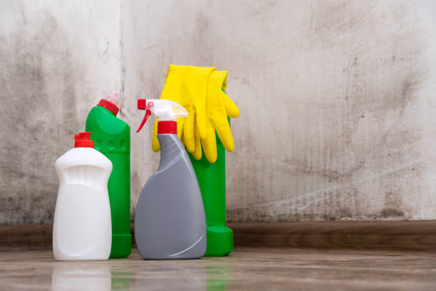 Best Black Mold Removal  in Maywood, CA